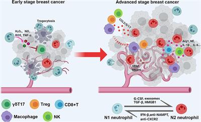 A Rosetta Stone for Breast Cancer: Prognostic Value and Dynamic Regulation of Neutrophil in Tumor Microenvironment